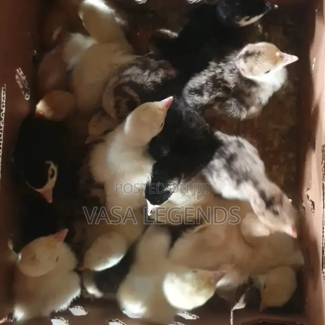 Day Old Turkey Poults
