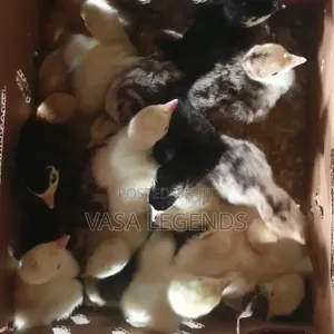 Day Old Turkey Poults
