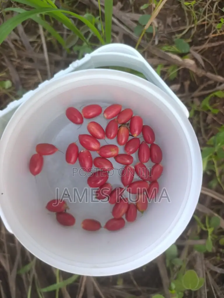 Miracle Fruits and Seedlings
