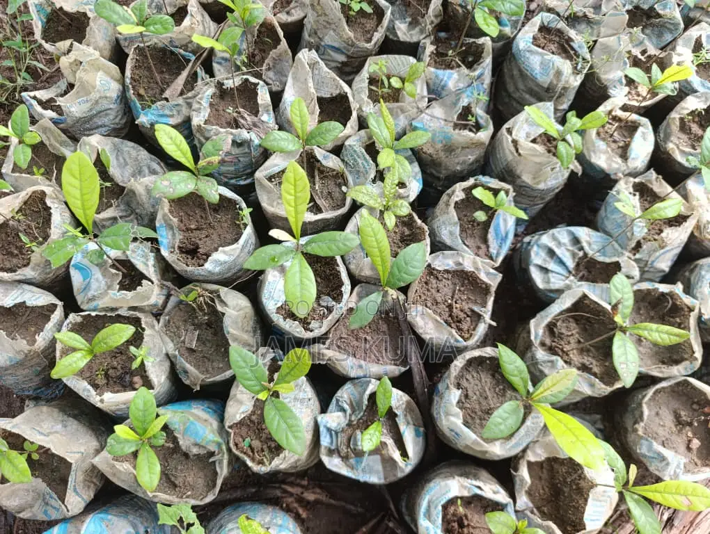 Miracle Fruits and Seedlings
