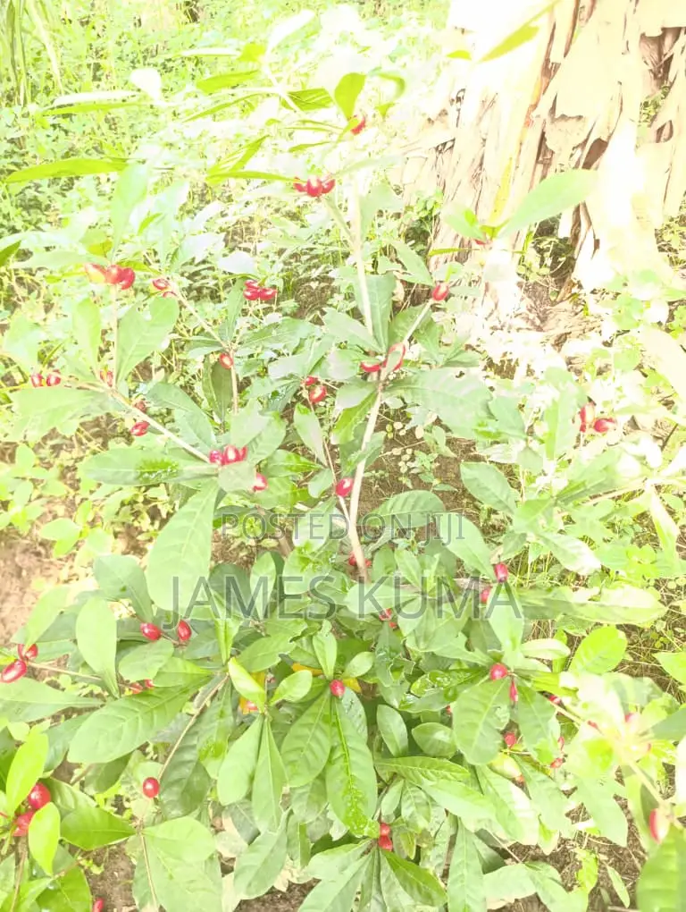 Miracle Fruits and Seedlings