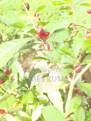 Miracle Fruits and Seedlings