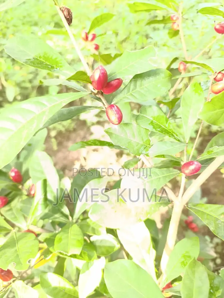 Miracle Fruits and Seedlings