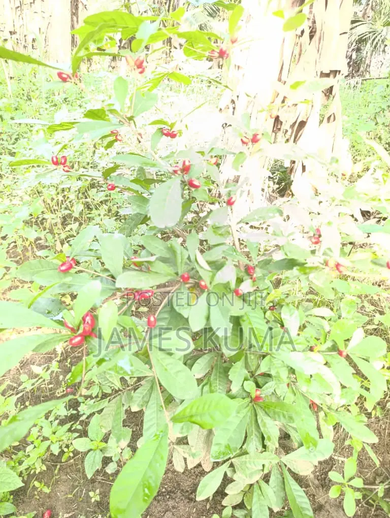 Miracle Fruits and Seedlings
