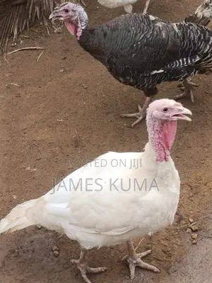 Matured Turkeys and Fertile Eggs