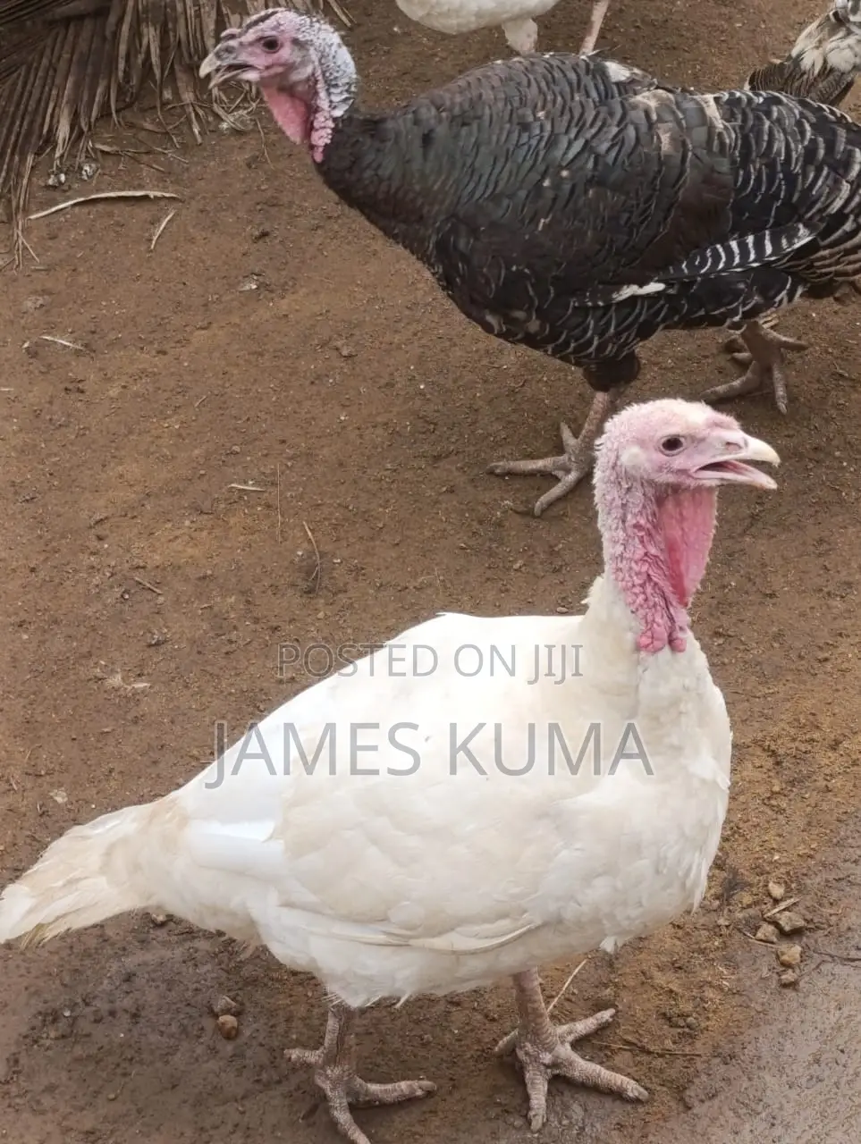 Matured Turkeys and Fertile Eggs