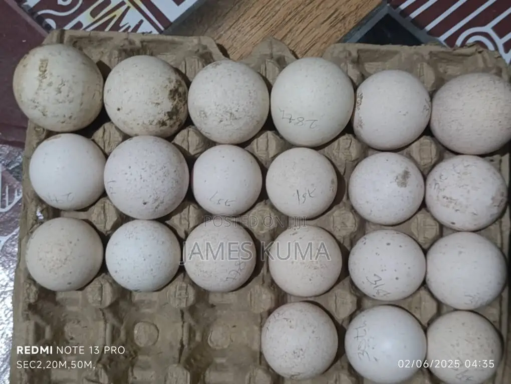 Matured Turkeys and Fertile Eggs