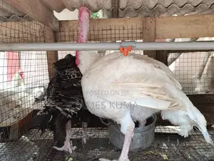 Matured Turkeys and Fertile Eggs
