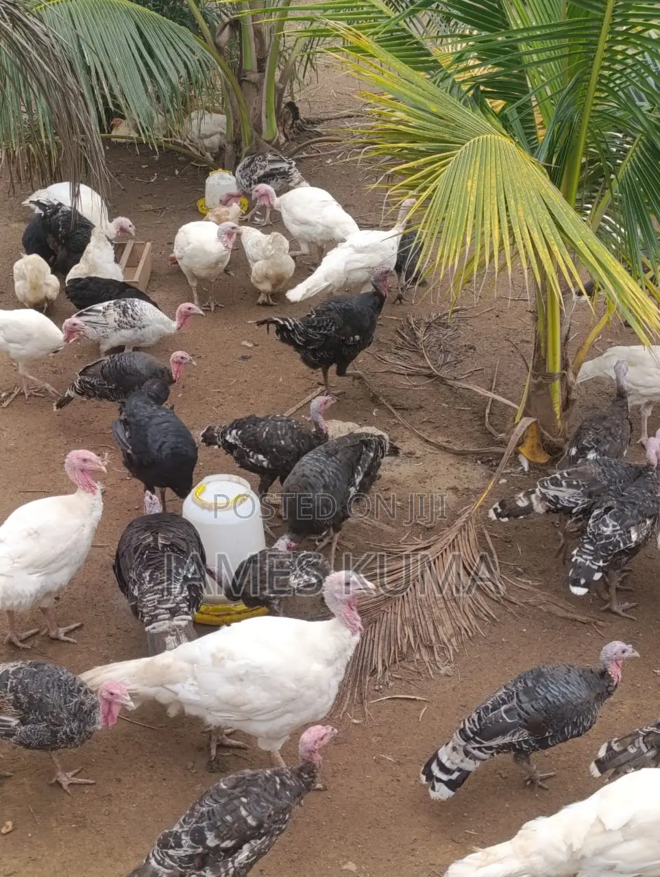 Matured Turkeys and Fertile Eggs