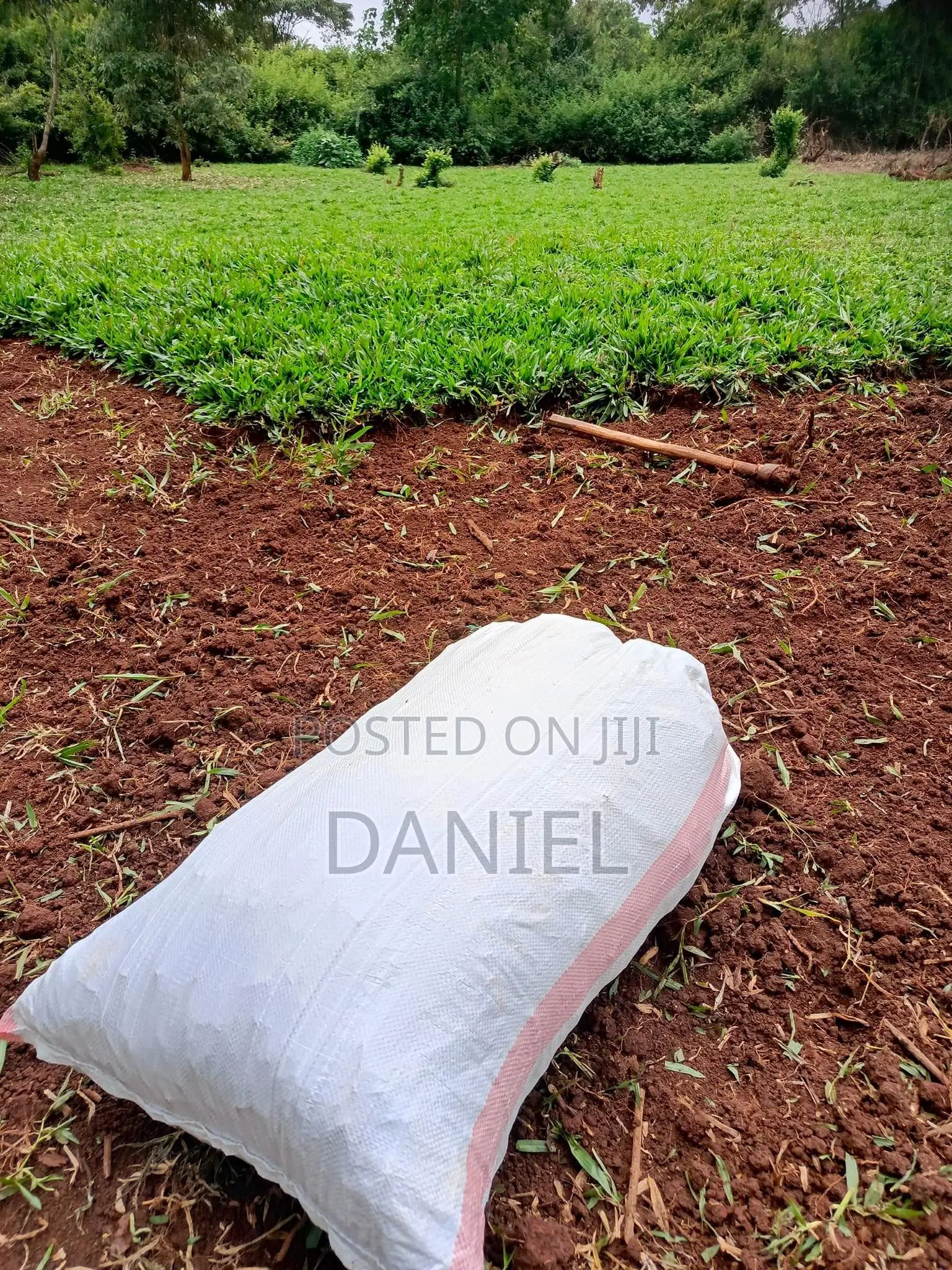 Carpet Grass (Lawn)