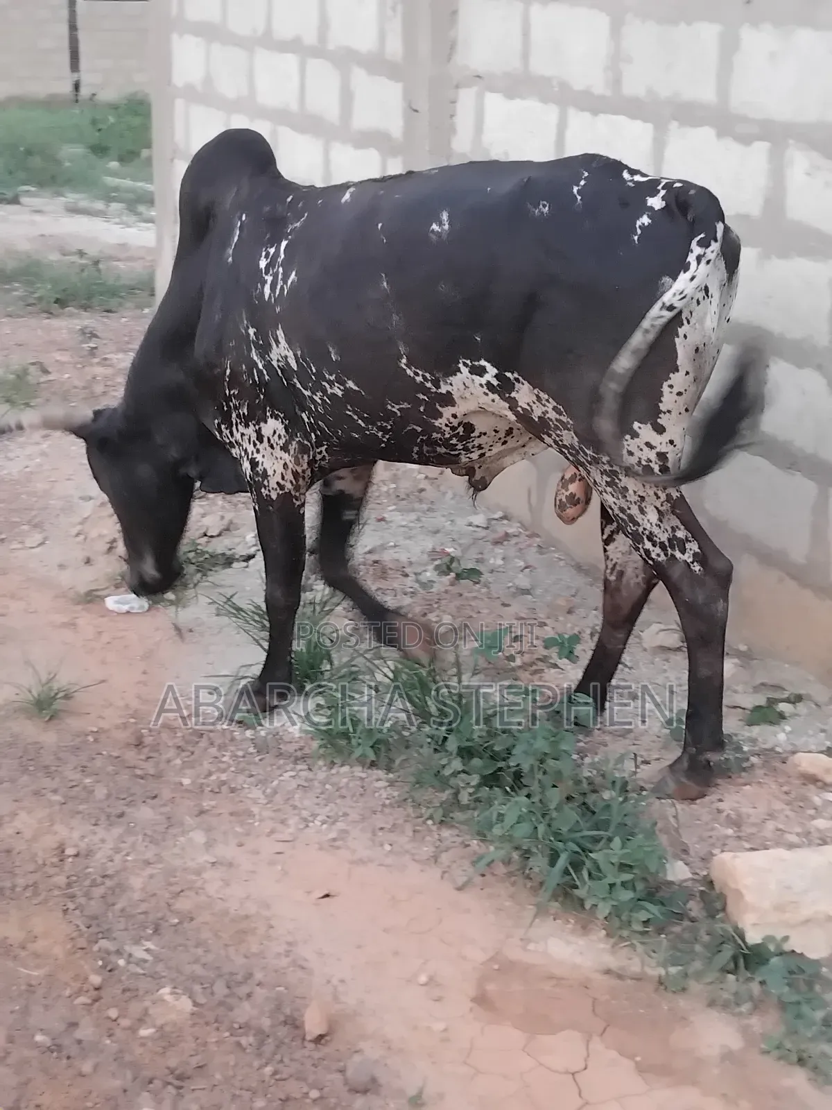 Healthy Cow for Sale