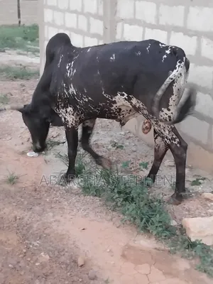 Healthy Cow for Sale