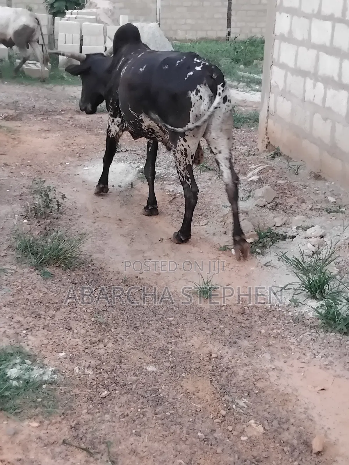 Healthy Cow for Sale