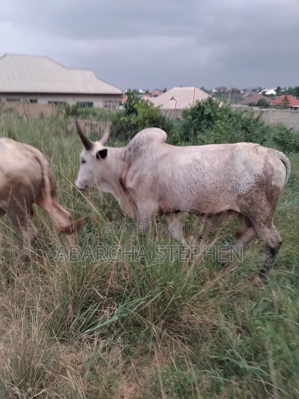 Healthy Cow for Sale