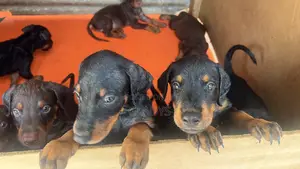 1-3 months Male Purebred Doberman Pinscher