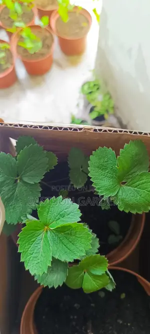 Exotic Strawberry Seedlings Quick Sale