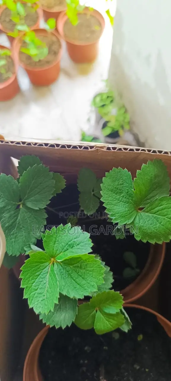 Exotic Strawberry Seedlings Quick Sale