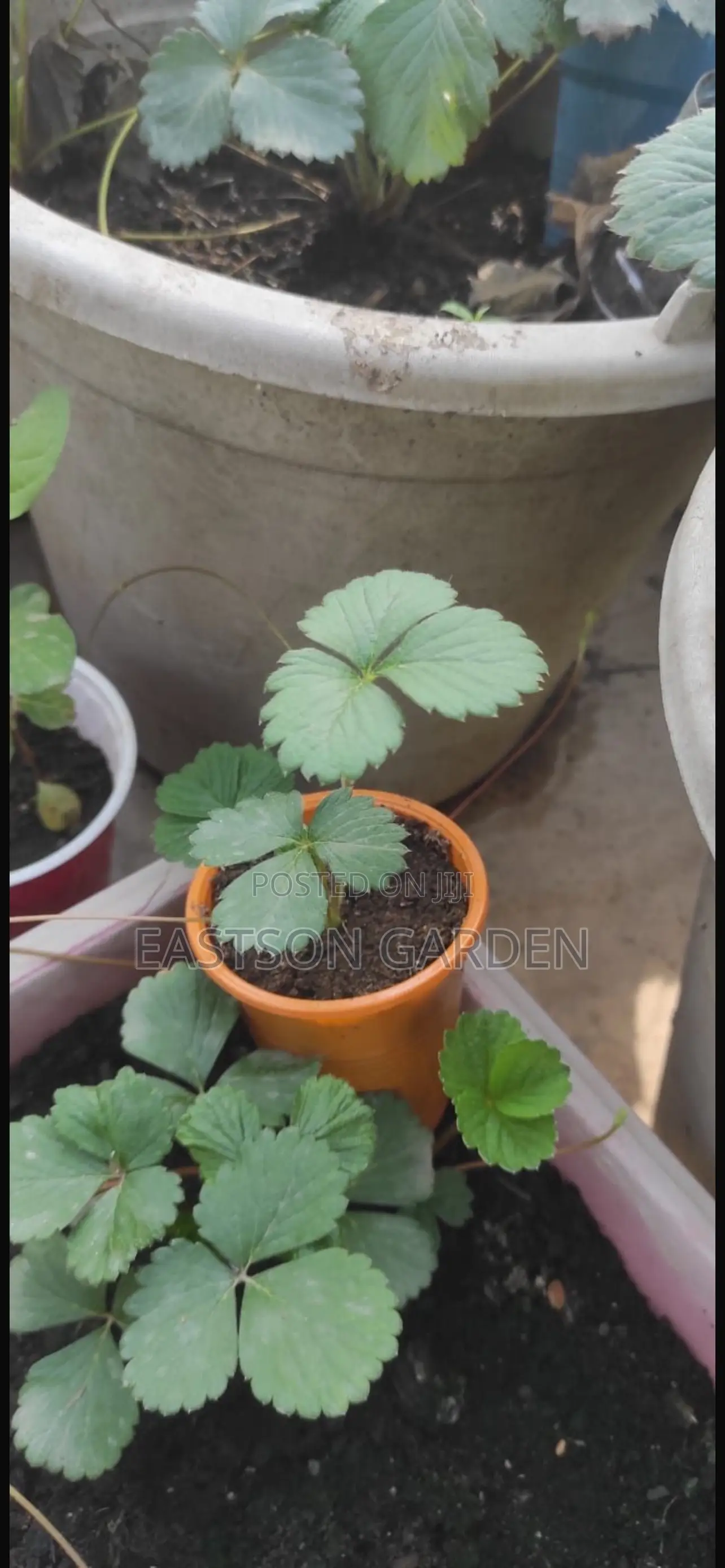 Exotic Strawberry Seedlings Quick Sale