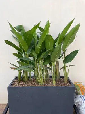 Gardening Maintenance