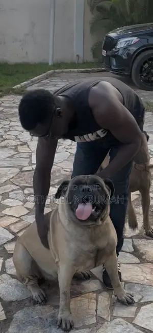 1+ year Male Purebred Bullmastiff