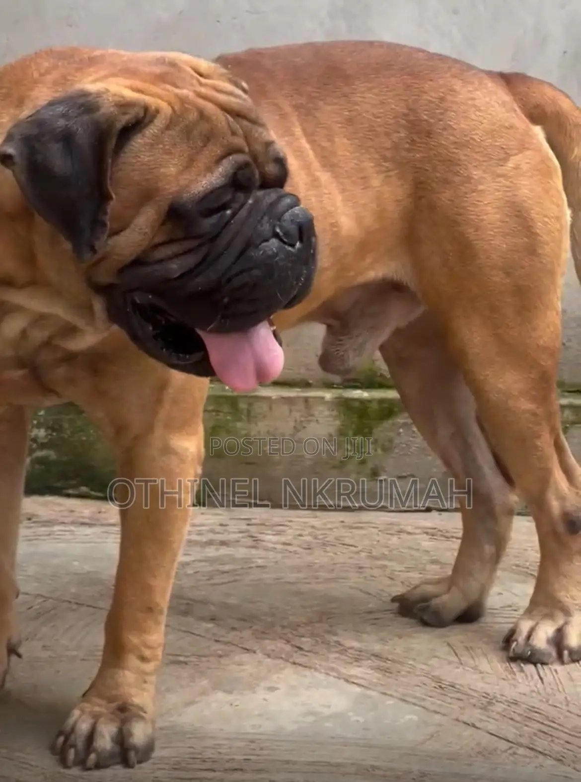 1+ year Male Purebred Bullmastiff