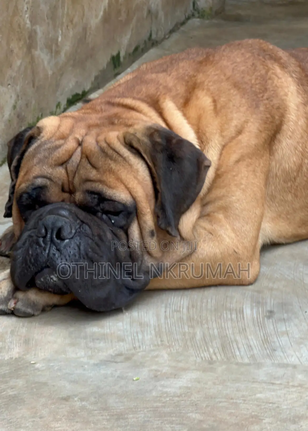 1+ year Male Purebred Bullmastiff