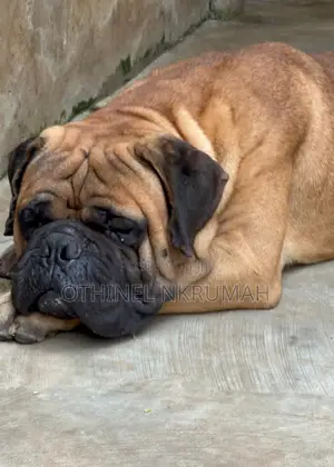 1+ year Male Purebred Bullmastiff