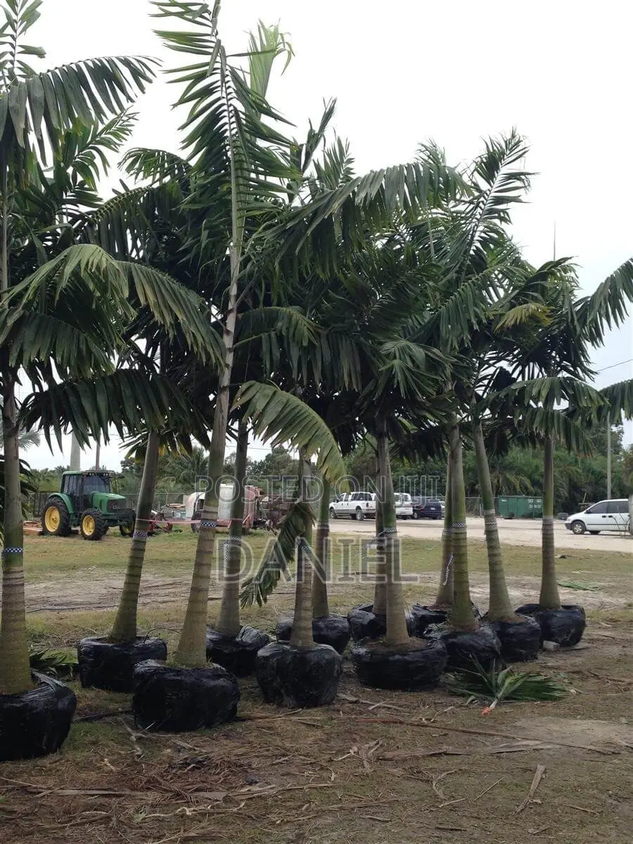 Veitchia Palm
