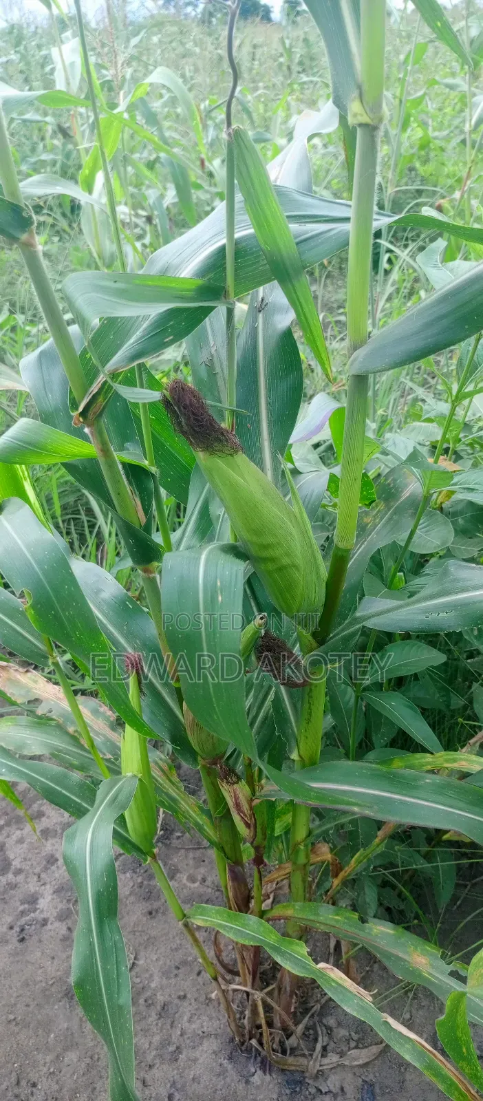 Fertile Farmland For Sale