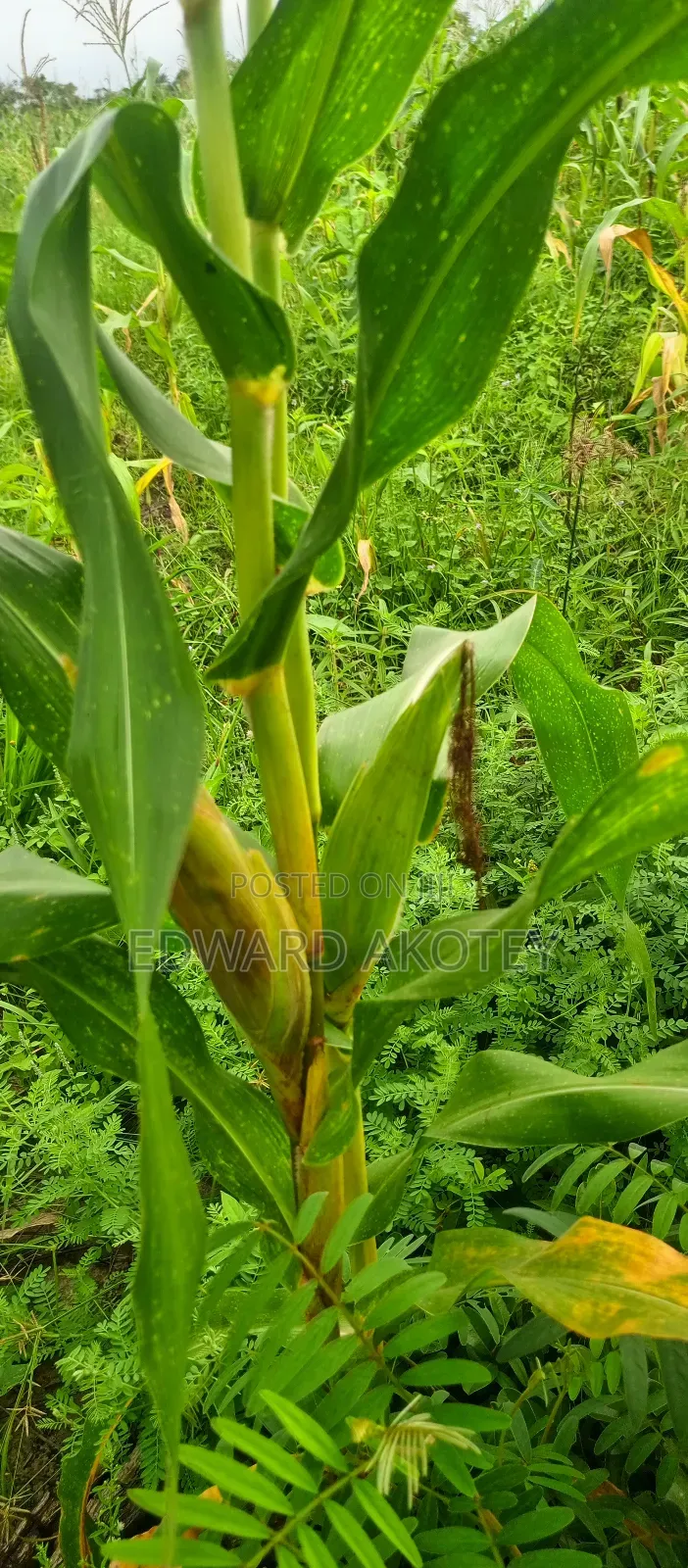 Fertile Farmland For Sale