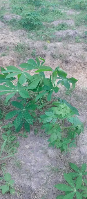 Fertile Farmland For Sale
