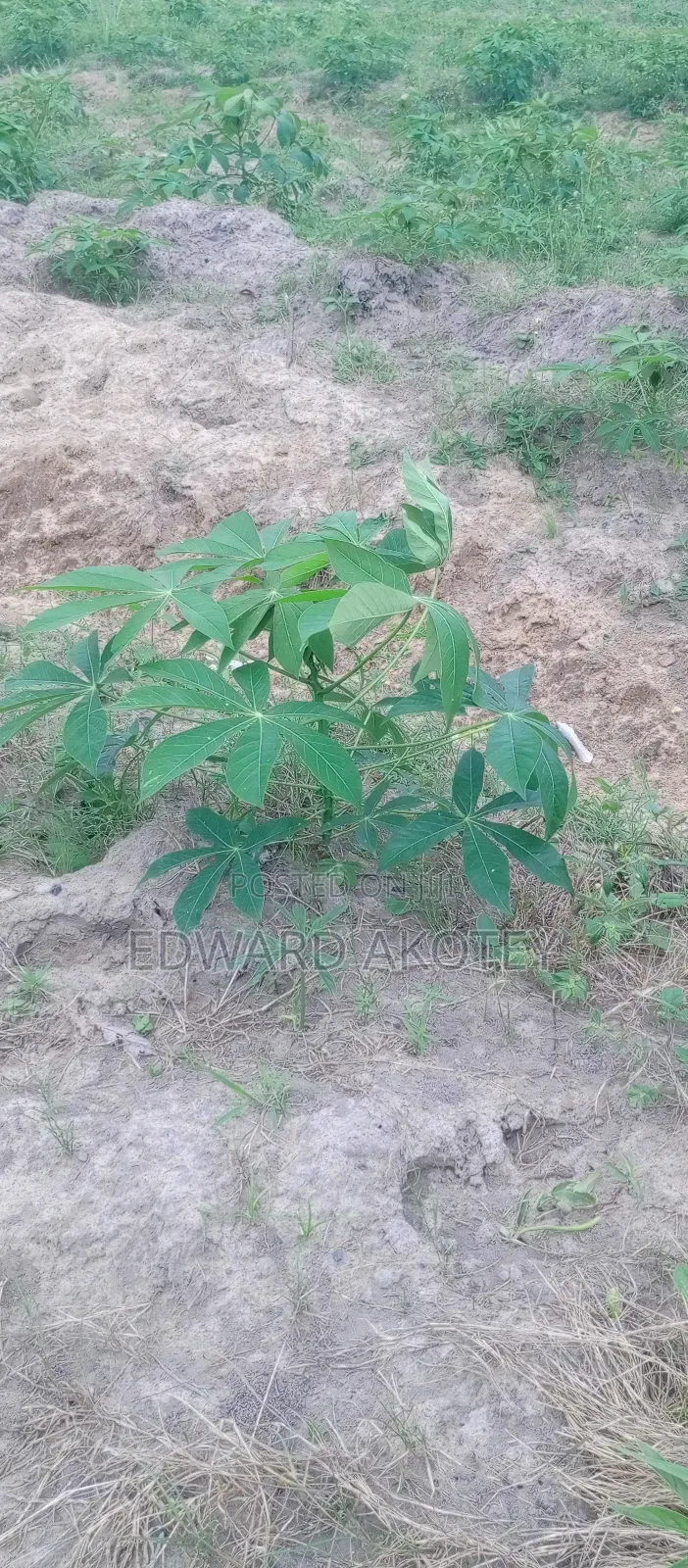 Fertile Farmland For Sale
