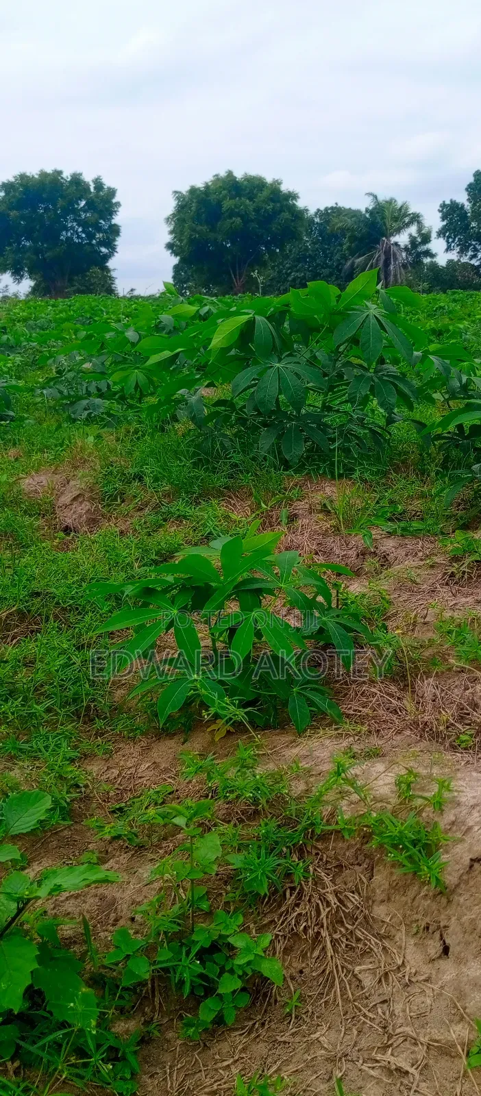 Fertile Farmland For Sale