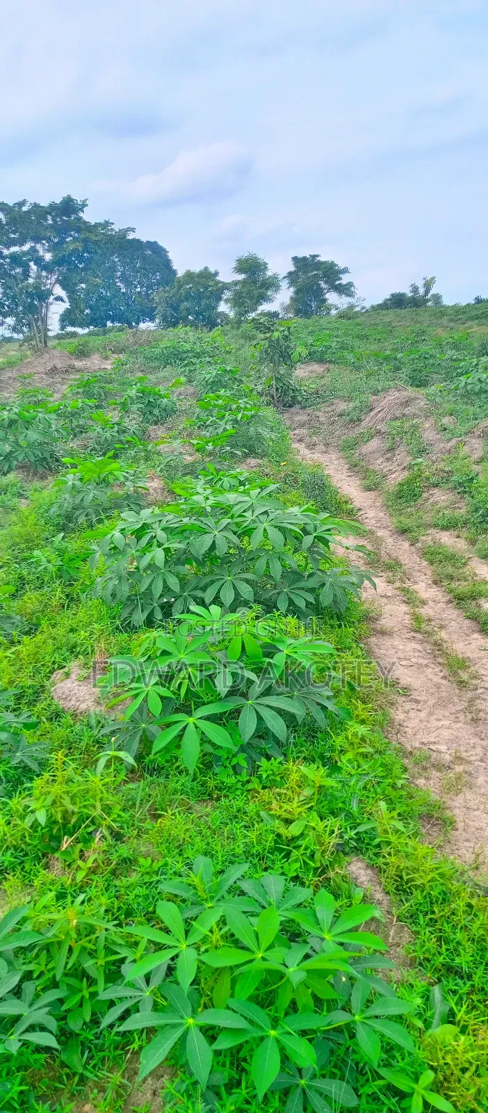 Fertile Farmland For Sale