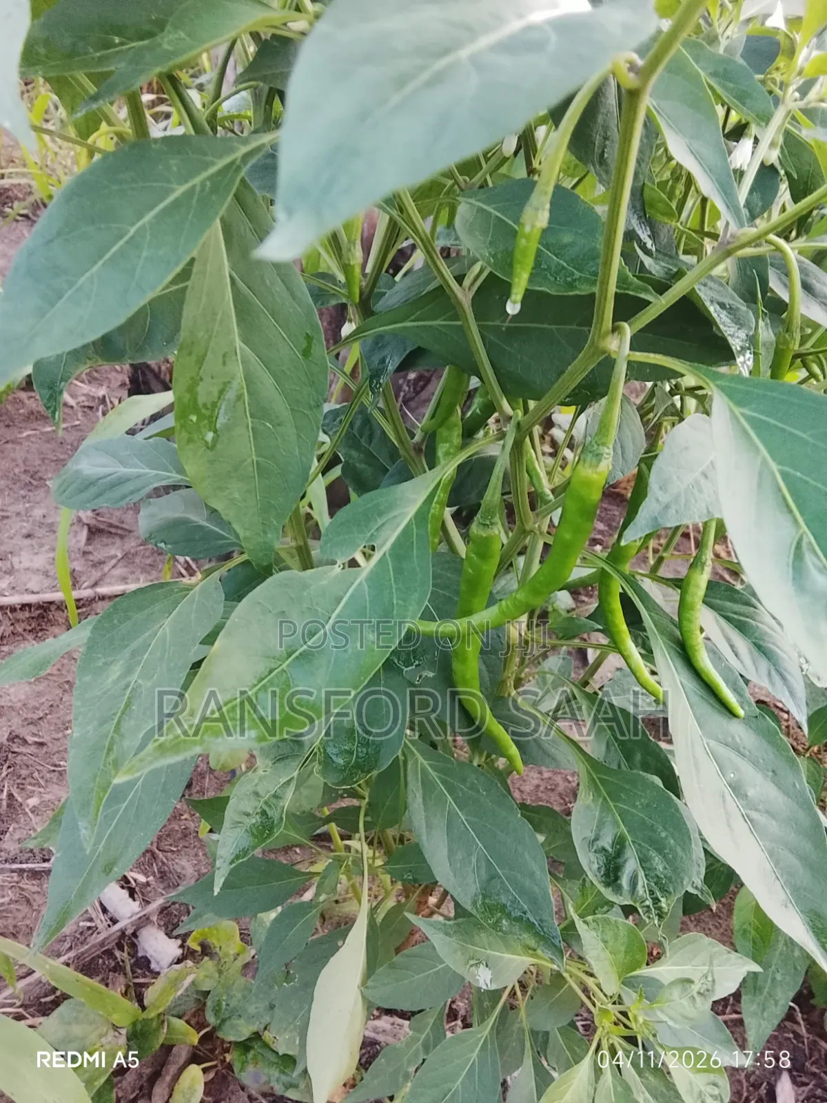 Fresh Chilly Peppers for Sale