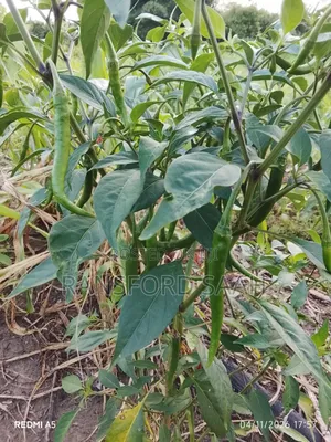 Fresh Chilly Peppers for Sale
