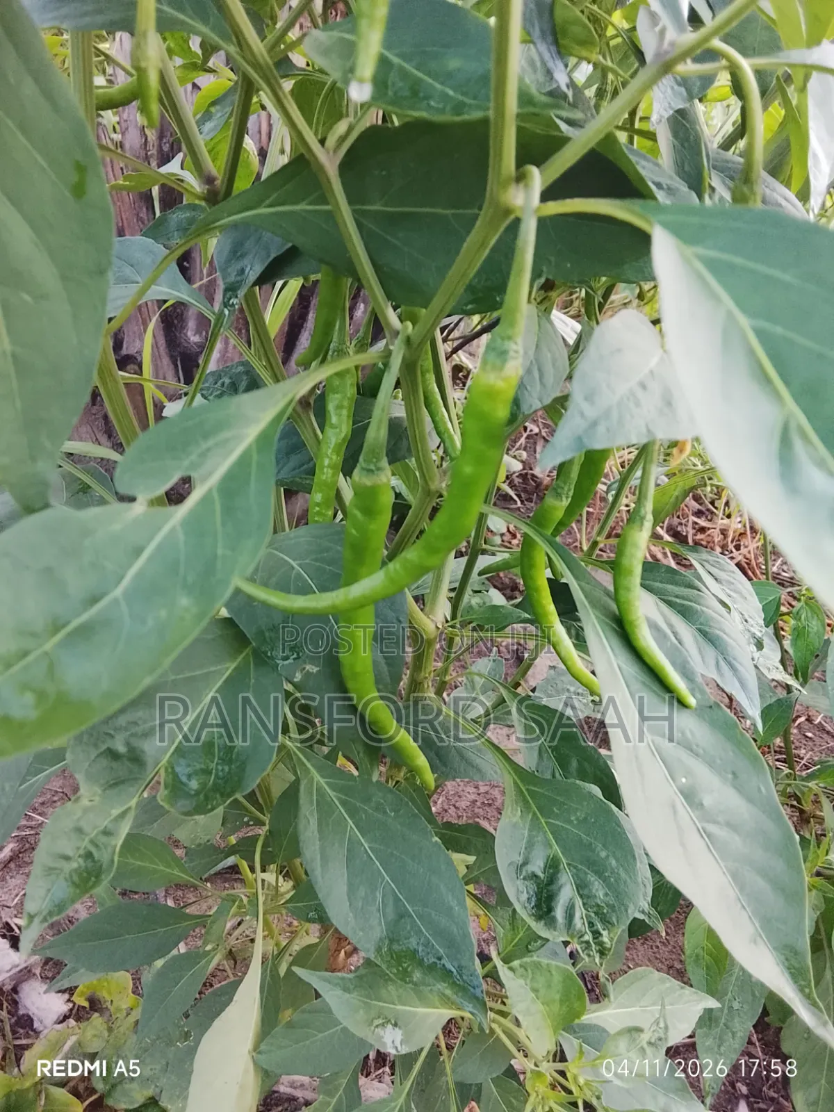 Fresh Chilly Peppers for Sale