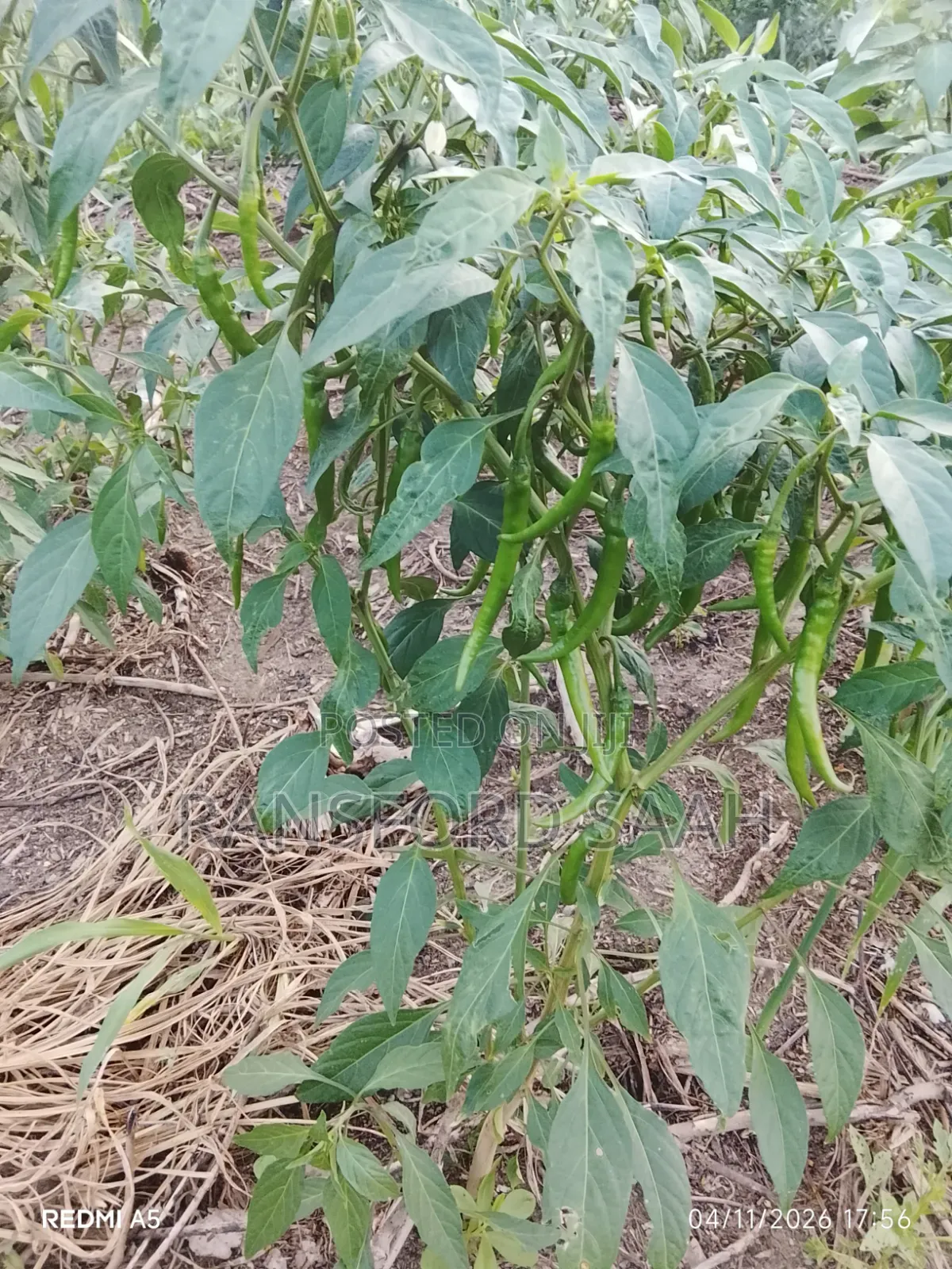 Fresh Chilly Peppers for Sale