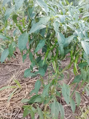 Fresh Chilly Peppers for Sale