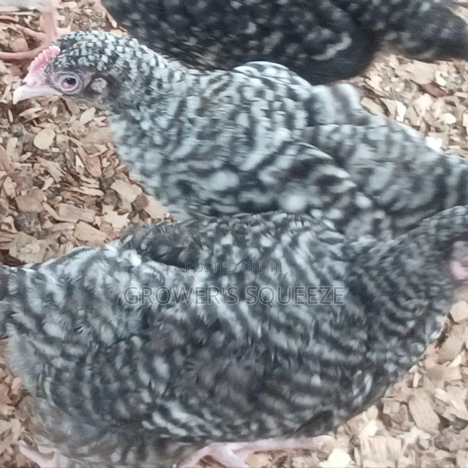 Matured Broilers and 7 Weeks Plymouth Rock Cockerels