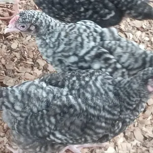 Matured Broilers and 7 Weeks Plymouth Rock Cockerels