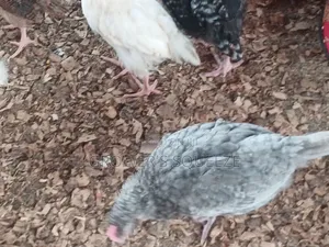 Matured Broilers and 7 Weeks Plymouth Rock Cockerels