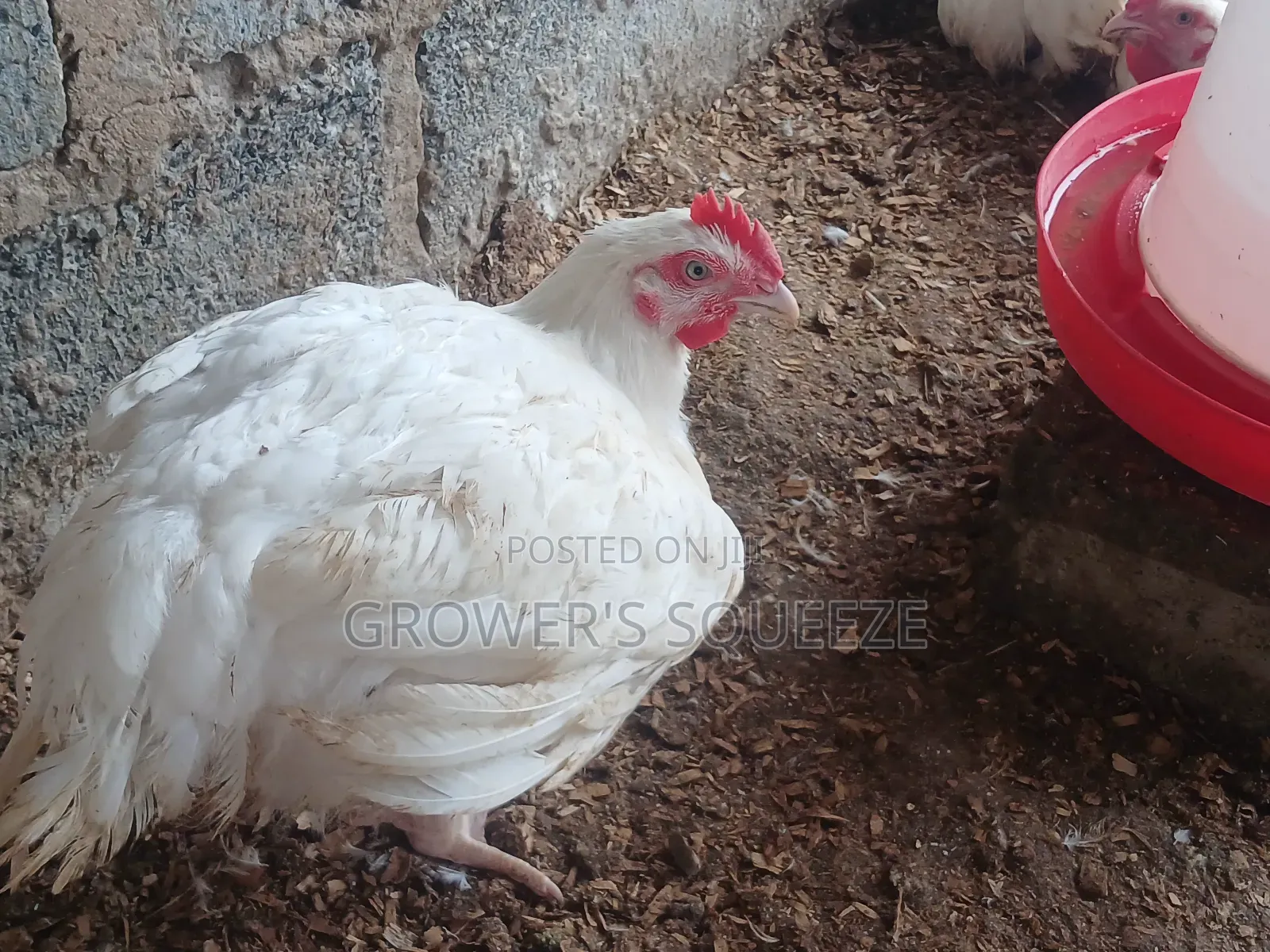 Matured Broilers and 7 Weeks Plymouth Rock Cockerels