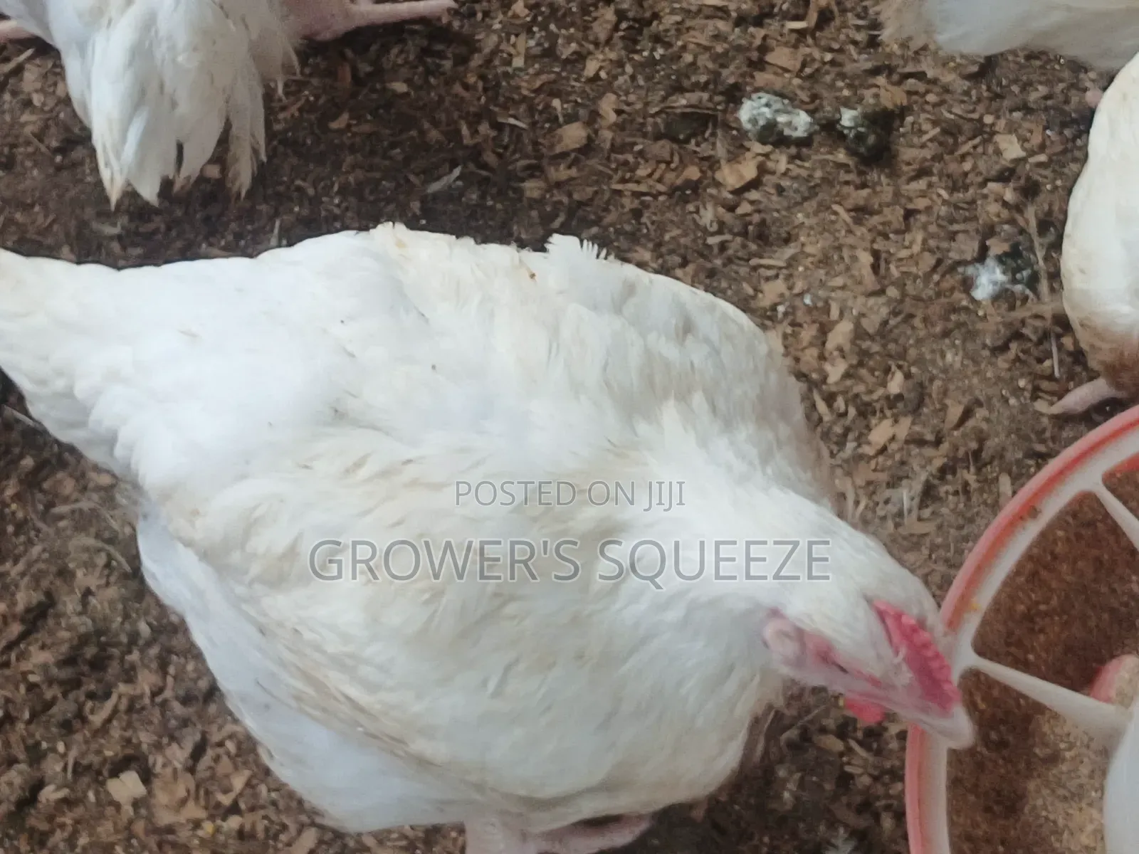Matured Broilers and 7 Weeks Plymouth Rock Cockerels