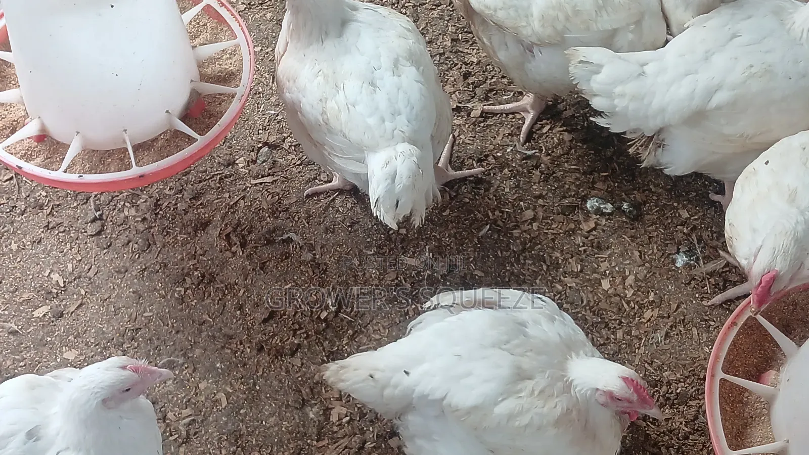 Matured Broilers and 7 Weeks Plymouth Rock Cockerels
