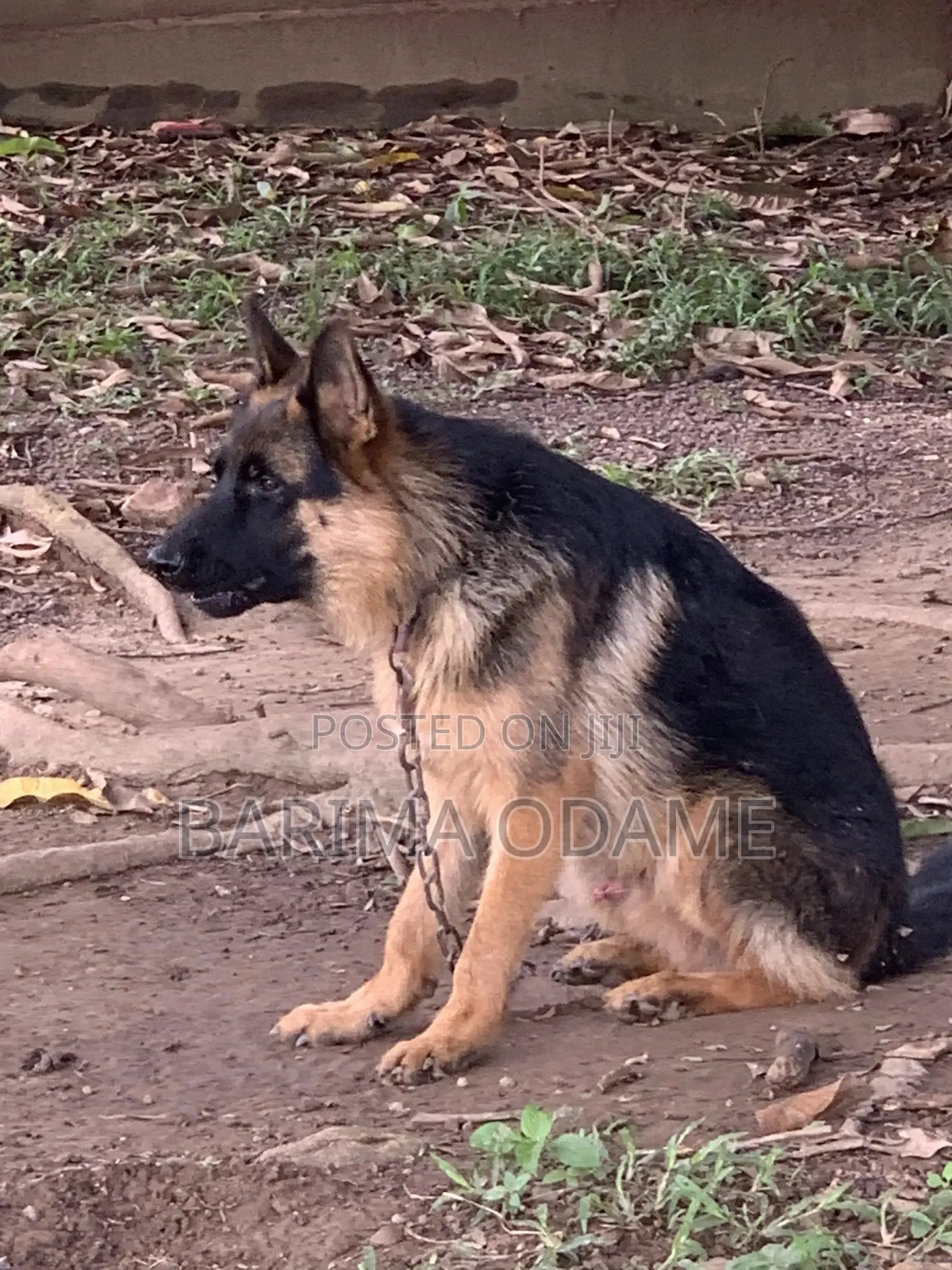 6-12 months Male Purebred German Shepherd