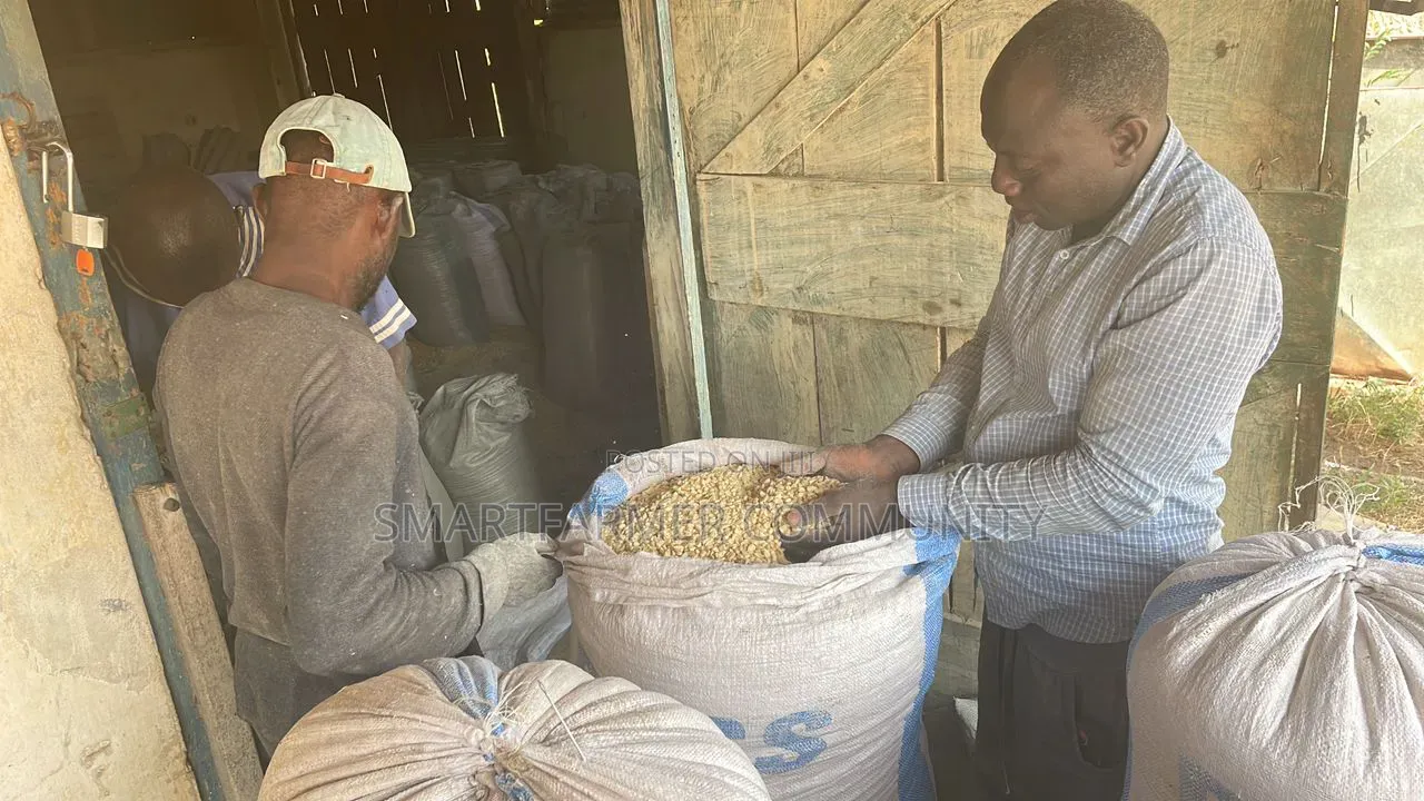 White Dried Corn Maize