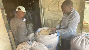 White Dried Corn Maize
