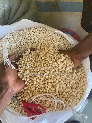 White Dried Corn Maize