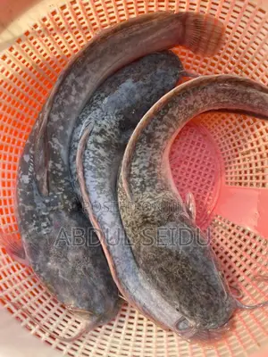 Fresh Catfish for Sale – Clean Affordable